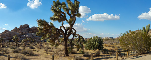 Joshua Tree National Park